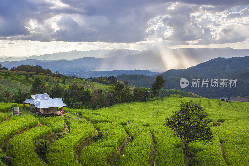 泰国清迈Pa Pong Piang山山谷乡村地区的水稻梯田。